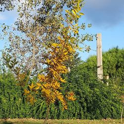 Low angle view of trees against sky