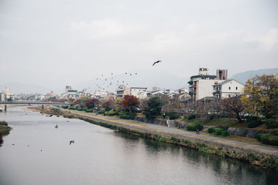 Birds flying over river in city against sky