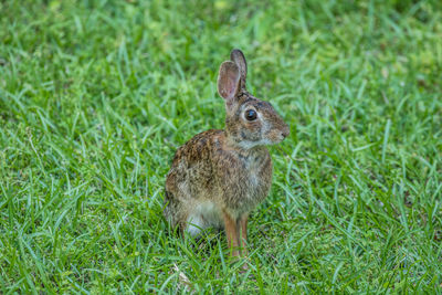 Close-up of a rabbit on field