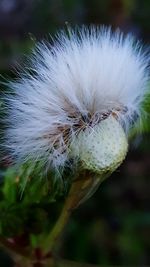 Close-up of dandelion flower