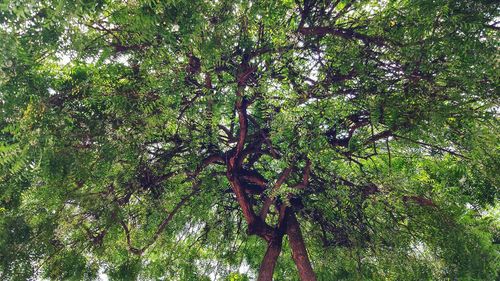 Low angle view of trees in forest