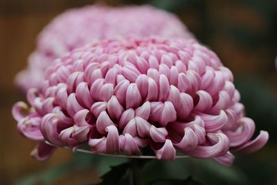 Close-up of pink dahlia flower