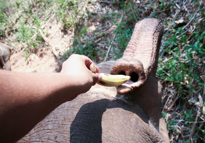 Cropped hand feeding banana to elephant