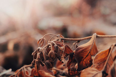 Close-up of dry leaf on field