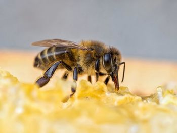 Macro shot of bee