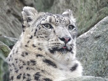 Close-up portrait of a cat in zoo