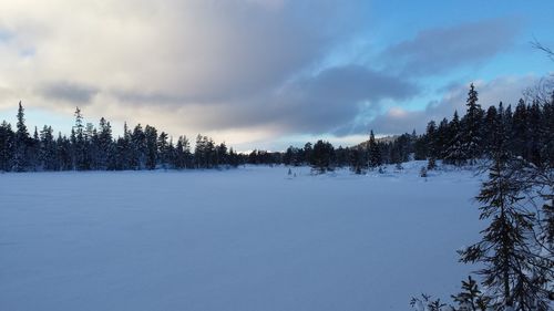 Pine trees on snow covered land against sky