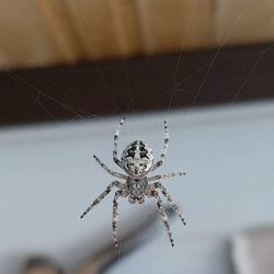 arachnid