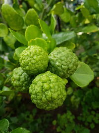 Close-up of fresh green plant