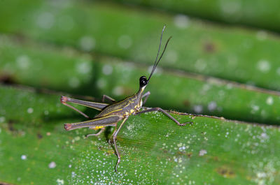 Close-up of insect on leaf