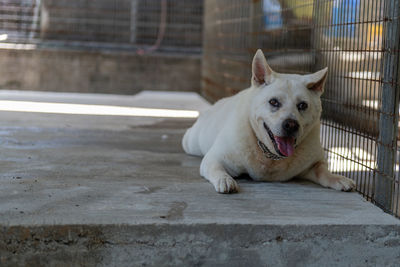 Portrait of dog resting outdoors