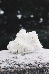 Close-up of frozen tree during winter