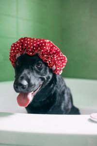 Close-up of dog in bathtub