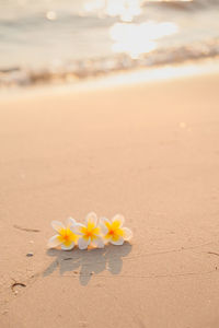 Close-up of yellow flowers on beach