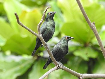 Close-up of asian glossy starlings perching on branch