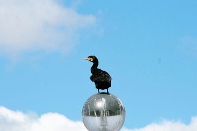 Cormorant perching on sphere against sky
