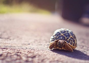 Tortoise on road
