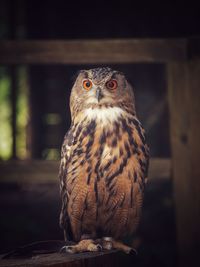 Close-up portrait of owl perching outdoors