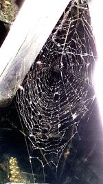 Close-up of spider on web