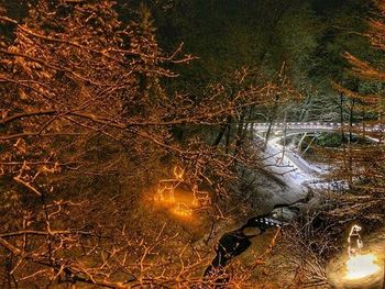 View of bare trees in park at night
