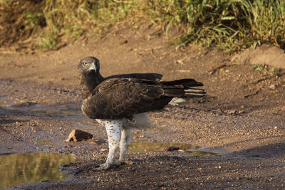 Mallard duck on the beach