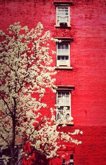 red, building exterior, architecture, built structure, window, brick wall, flower, growth, low angle view, full frame, house, wall - building feature, day, outdoors, wall, residential structure, plant, pink color, no people, ivy
