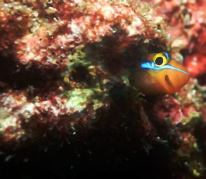 Close-up of fish swimming underwater