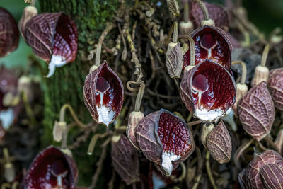 Close-up of fruits growing on tree