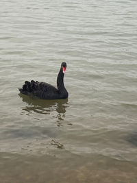 Black swan swimming in lake