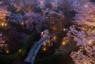 Illuminated trees by sea against sky at night