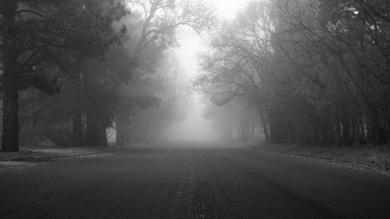 VIEW OF ROAD IN FOREST