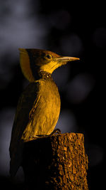 Like a king on a throne, the greater yellonape, a colourful woodpecker in golden light