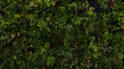 Full frame shot of plants