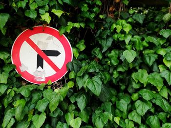 Close-up of road sign