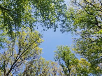 Low angle view of trees against blue sky