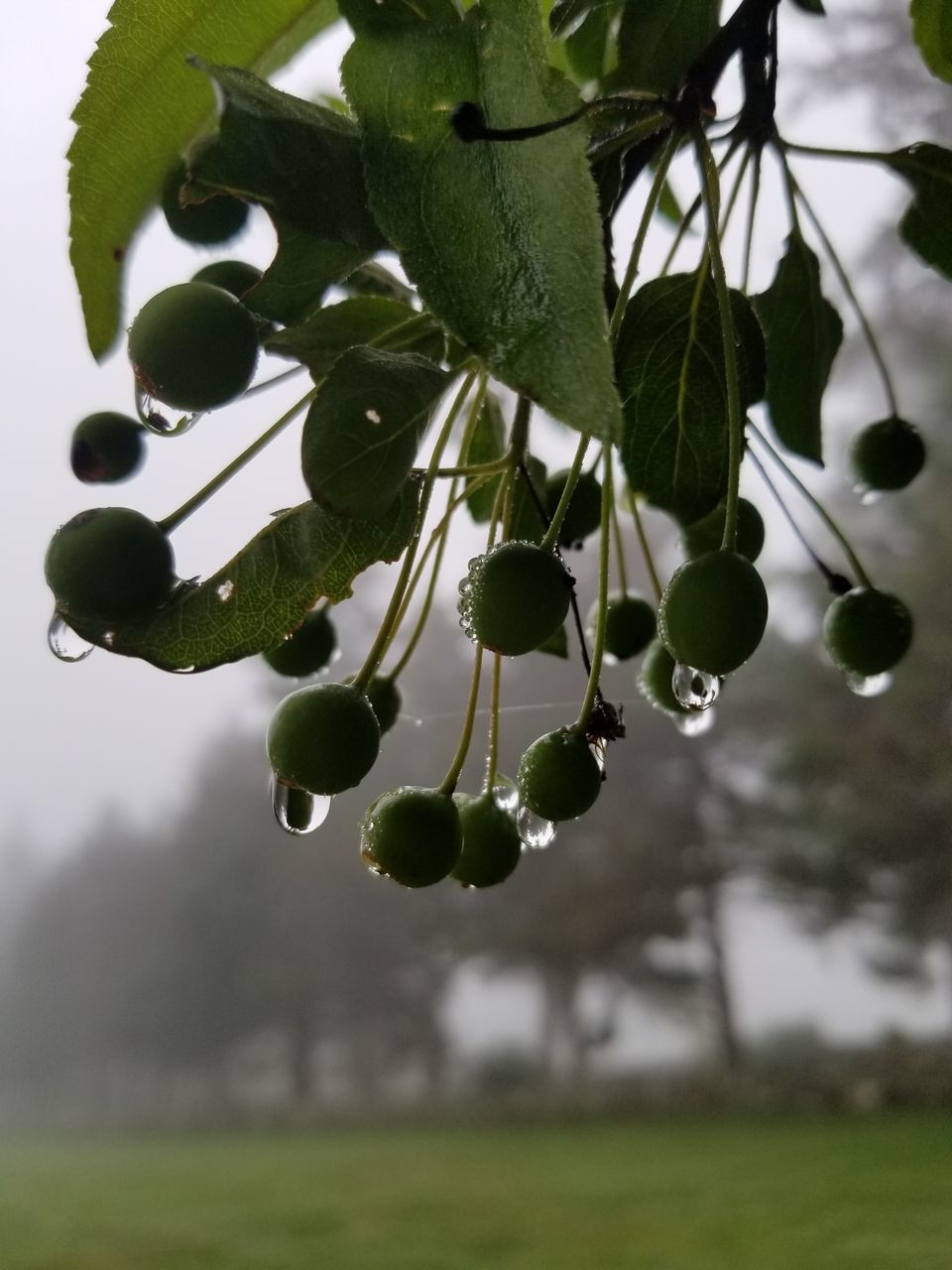 CLOSE-UP OF FRUITS GROWING ON PLANT