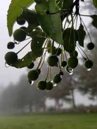 Close-up of berries growing on tree