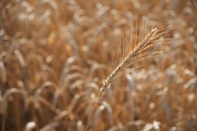 Close-up of wheat growing on field