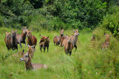 Horse grazing on grassy field