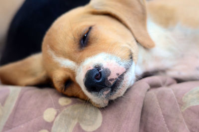 Close-up of dog lying down