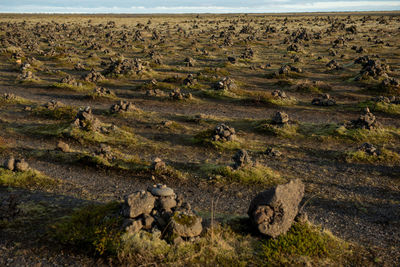 Traditional cairns made of stones on a lava ridge, laufskalavarda southern iceland