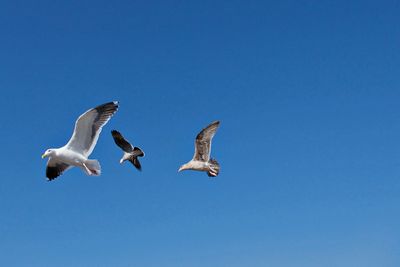Three seagulls against blue sky