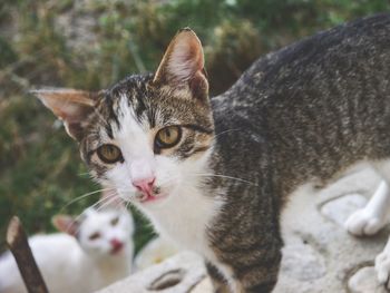 Close-up portrait of a cat