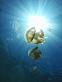 Close-up of jellyfish in water