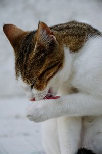 Close-up of cat relaxing outdoors