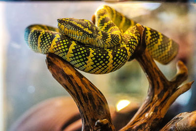 Close-up of lizard on tree