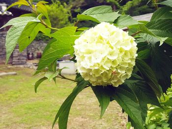 Close-up of flower blooming outdoors