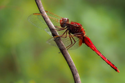 Close-up of dragonfly on twig