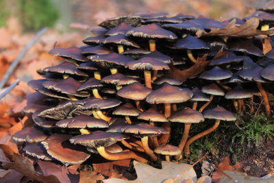 Close-up of mushrooms