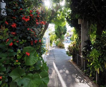 Flowering plants and trees in park